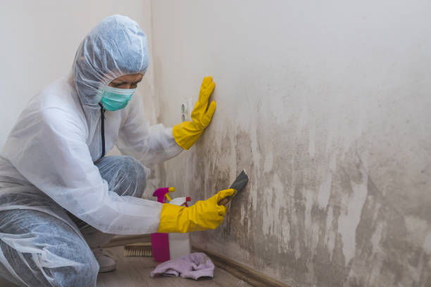 Best Mold Inspection  in Mondovi, WI