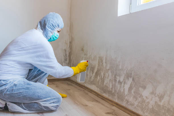 Attic Mold Removal in Mondovi, WI