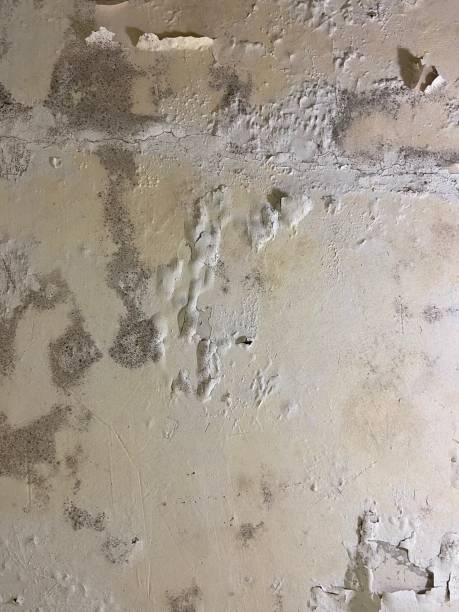 Best Fast Mold Removal  in Mondovi, WI