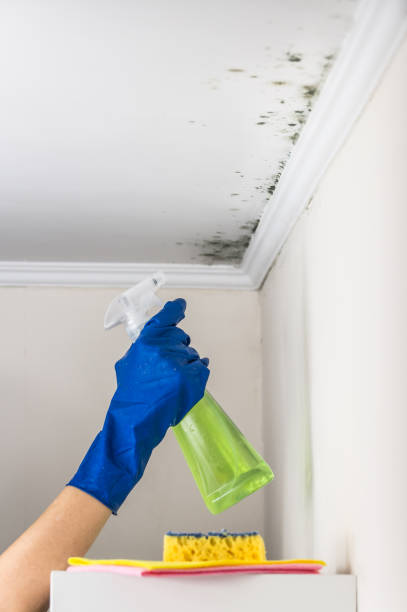 Best Emergency Mold Removal  in Mondovi, WI